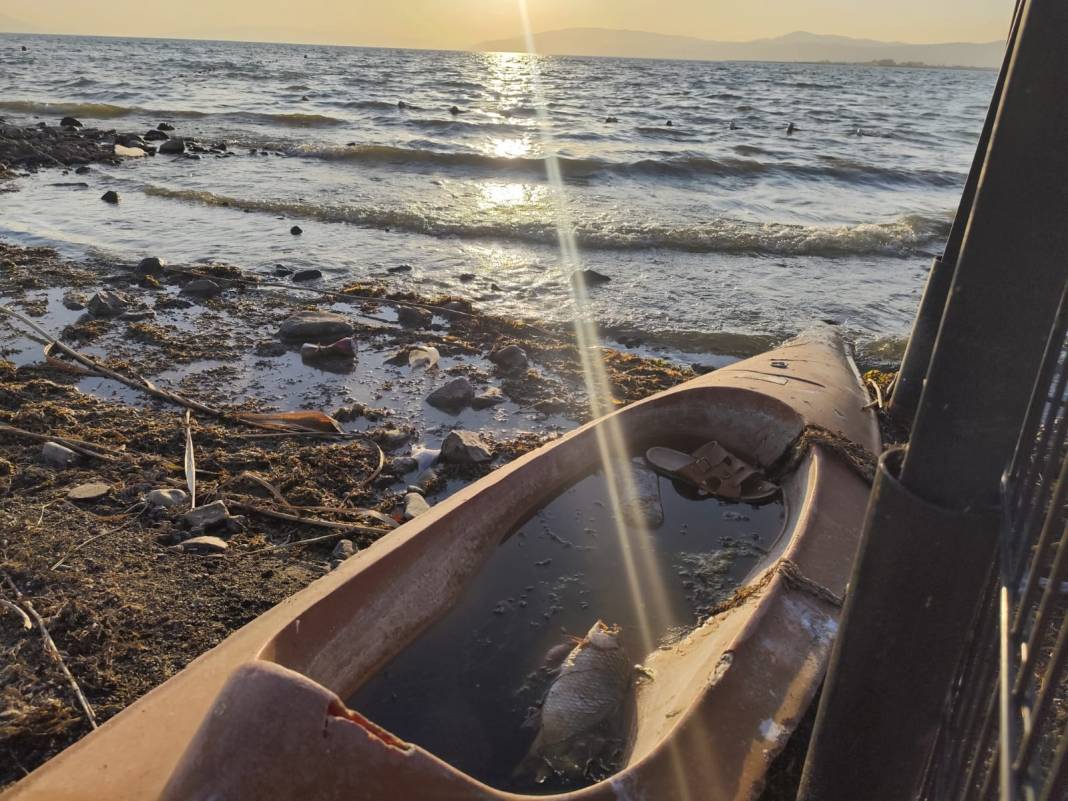 İznik Gölü kıyısında tedirgin eden manzara! Ölü balıklar endişe yarattı: Görüntüler turistleri şaşkına çevirdi 5